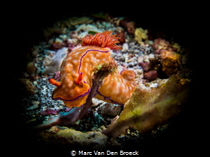 pipenudi by Marc Van Den Broeck 